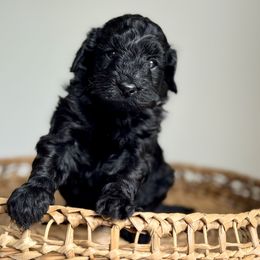 Cub - Black male Goldendoodle puppy in Santa Barbara, California from K+C Doodles
