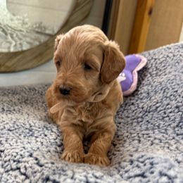 Pippa - Apricot female Goldendoodle puppy in Deer Park, Washington from Doodle Paw Ranch