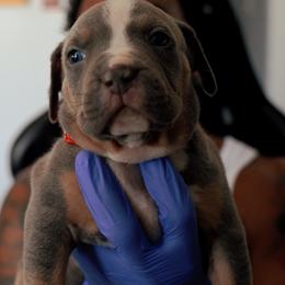 American Bully Puppies from EastSideMarky