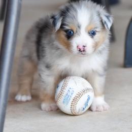 Russell Terrier, Miniature Australian Shepherd, and Toy Australian Shepherd Puppies from Rustic Lace Mini Aussies
