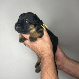 Marcey - Black and red female German Shepherd puppy in Florida from Best Shepherds