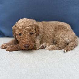 Trigger - Apricot male Aussiedoodle puppy in Holly Springs, North Carolina from Whiskey River Doodles