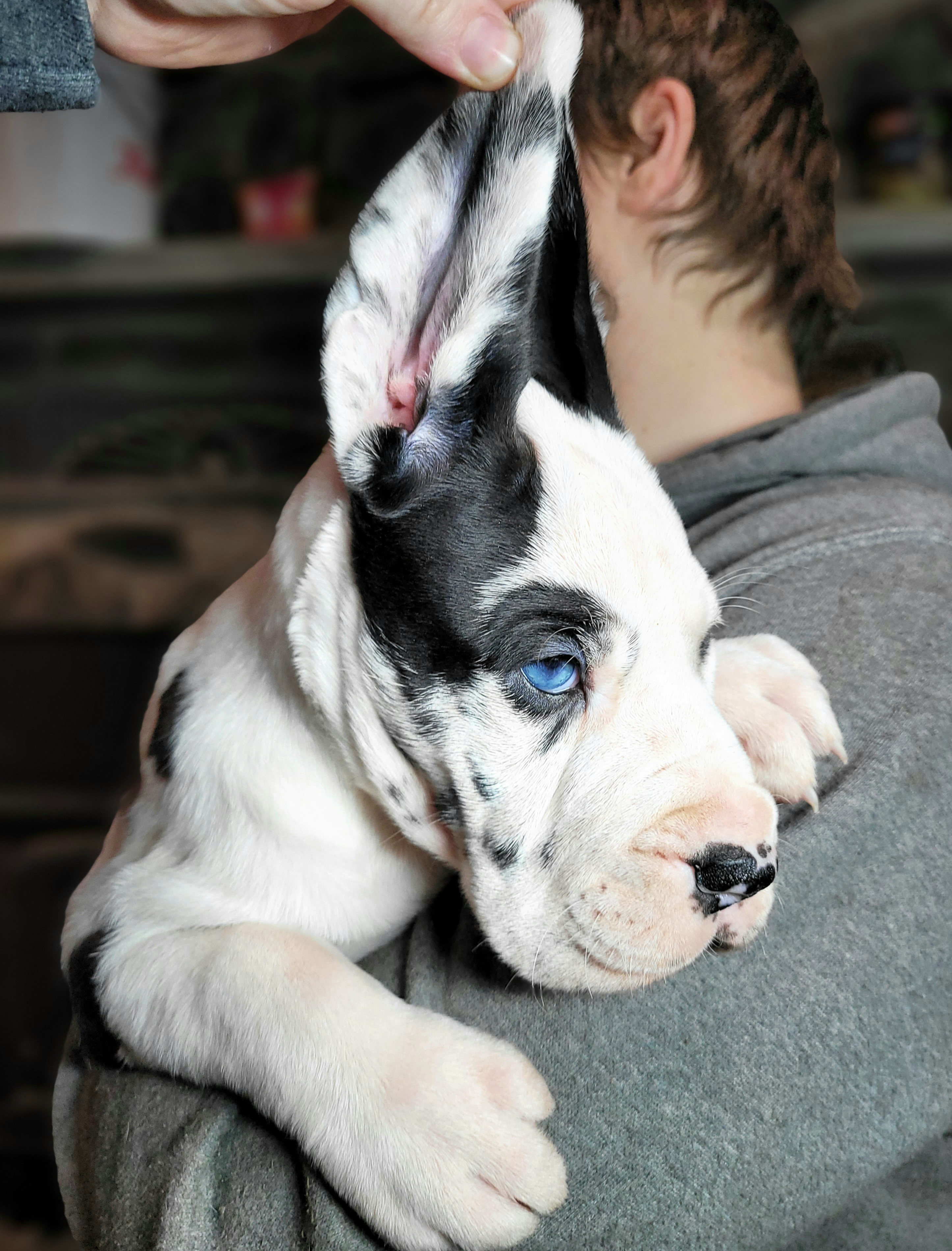 Great Dane Puppies from Bluestone Valley Danes