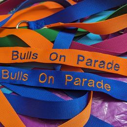 Bull Terrier Puppies from Bulls On Parade