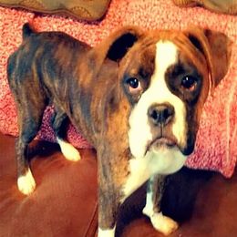 Bridget - Boxer