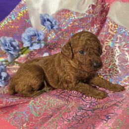 Abigail - Red  female Poodle puppy in Fort Salonga, New York from Blues Performance Poodles