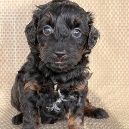 Cupid - Phantom male Goldendoodle puppy in Point, Texas from Tiny Paws Goldendoodles
