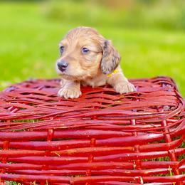 Dachshund Puppies from Northwest Dachshunds