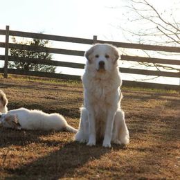 Great Pyrenees and Leonberger Puppies from Easter Acres