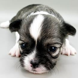 George - Black sabled fawn male Chihuahua puppy in Westport, New York from Chantilly chihuahuas