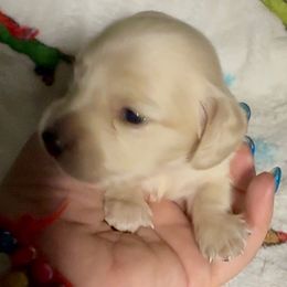 Sadie Grace - Cream female Dachshund puppy in Vero Beach, Florida from Joseph’s Dachshunds