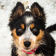 Border Collie, Golden Retriever, and Sporty Mix Puppies from Turbo Border Collies & Coltrievers