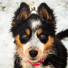 Border Collie, Golden Retriever, and Sporty Mix Puppies from Turbo Border Collies & Coltrievers