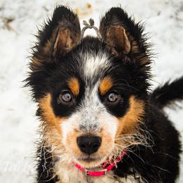 Border Collie, Golden Retriever, and Sporty Mix Puppies from Turbo Border Collies & Coltrievers