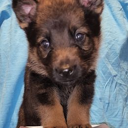 German Shepherd Puppies from Persevere Kennels