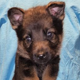 German Shepherd Puppies from Persevere Kennels