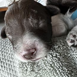 Lagotto Romagnolo Puppies from Lagotto NW