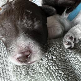 Lagotto Romagnolo Puppies from Lagotto NW