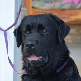 Joker - Labrador Retriever
