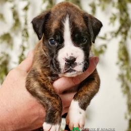 Boxer Puppies from Hawk Creek Boxers