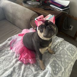 Lexi - French Bulldog