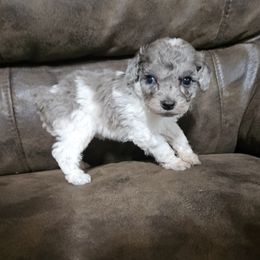 Chip - Blue merle male Aussiedoodle puppy in Doerun, Georgia from Twig and Tail Puppies