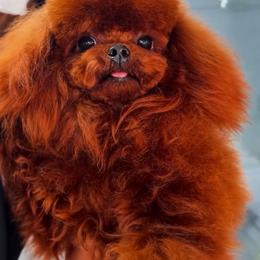 Grand Championship bloodline - Poodle