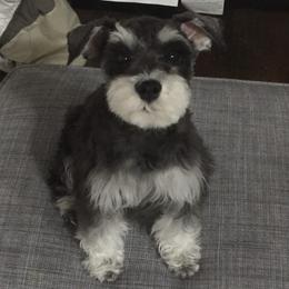 Schnoodles from Happy Schnoodle