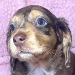 Dachshund Puppies from Dan River Dachshunds