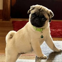 Golden Retriever and Pug Puppies from Copperfield’s Goldens