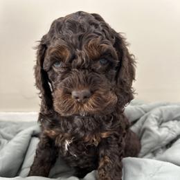 Skye - Brown white and tan female Cockapoo puppy in Egg Harbor City, New Jersey from Grace Given Cockapoos (GGC)
