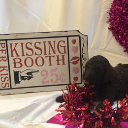 Poodle Puppies from Wild Orchid Poodles