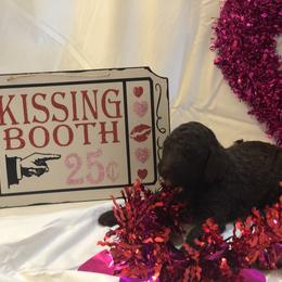 Poodle Puppies from Wild Orchid Poodles