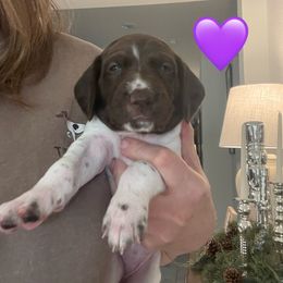 June - Purple Collar - Liver and white female German Shorthaired Pointer puppy in Conroe, Texas from Tipsy Rabbit GSP TopDog Kennel