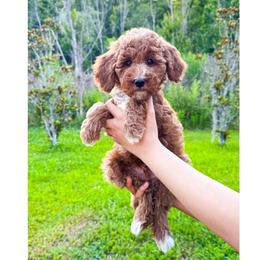 Kiwi - Red  male Goldendoodle puppy in Kissimmee, Florida from Poodle Doodle Kennels