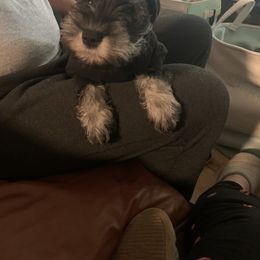 Miniature Schnauzer Puppies from Pemberlyacres