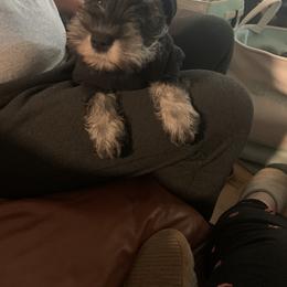 Miniature Schnauzer Puppies from Pemberlyacres