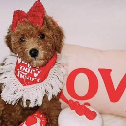 Goldendoodle Puppies from Proctor’s Petite Goldendoodles