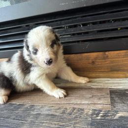 Blue Merle Boy - Blue merle white and tan male Shetland Sheepdog puppy in Shirley, Arkansas from Lucky Pups