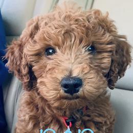 Goldendoodles from 7 Wonders' Doodles