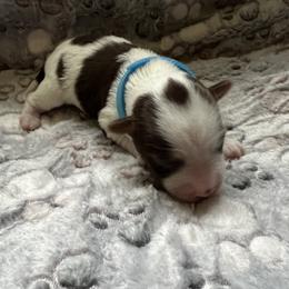 Biewer Terrier Puppies from Moonshadow Biewer Terriers