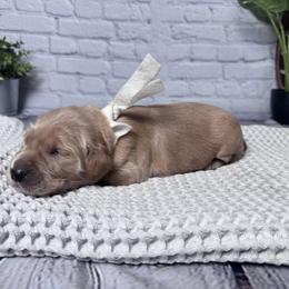 Faith - Golden female Golden Retriever puppy in Piedmont, South Carolina from The Farm at Saluda Ridge