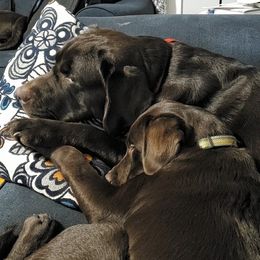Labrador Retrievers from Brandywine Creek Labs