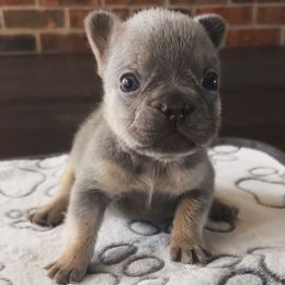 Voco - Tricolors male French Bulldog puppy in Lawrenceville, Georgia from Amore Frenchies