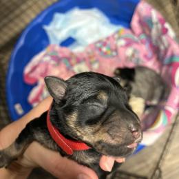Red - Black and silver male Miniature Schnauzer puppy in Sparta, North Carolina from New River Miniature Schnauzers and Anatolians