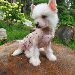 Chinese Crested puppies from Marina Konstantinova's Cresteds