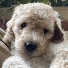 Goldendoodle puppies from Top of the Hill Doodles