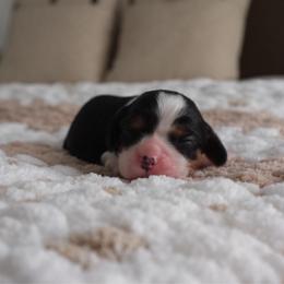 Basil - Tri-color male Cavalier King Charles Spaniel puppy in Broxton, Georgia from Cavalier & Co.