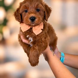 Honey - Red  female Goldendoodle puppy in Norcross, Georgia from Teddy Puppies