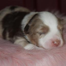 Lady-3000 - Red merle female Australian Shepherd puppy in Star City, Arkansas from Circle P Farm Australian Shepherds